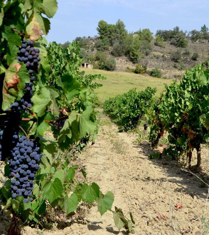 Gite Vigneron Du Domaine D'Alon Magrie Eksteriør billede