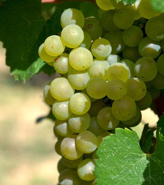 Gite Vigneron Du Domaine D'Alon Magrie Eksteriør billede
